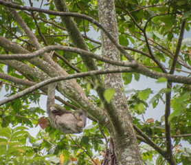 Sloths spend most of their lives hanging upside down in the trees of the tropical rainforests.