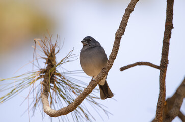 Tenerife blue chaffinch Fringilla teydea. Male. Las Lajas. Vilaflor. Corona Forestal Natural Park. Tenerife. Canary Islands. Spain.