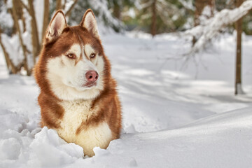 Portrait a beautiful red husky dog in snow, copy space.