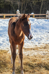 A small curious red foal of the Trakenin breed in the arena in winter.
