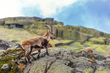 Mountain goat buck on granite boulders