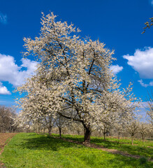 The fruit tree blossom in Ortenau, Baden-Württemberg, Germany.