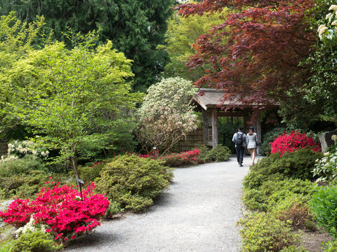Springtime on the grounds of Yao Japanese Garden, part of Bellevue Botanical Garden - WA, USA
