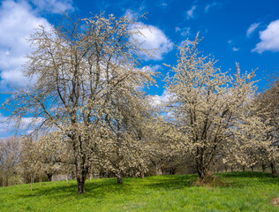 The fruit tree blossom in Ortenau, Baden-Württemberg, Germany.