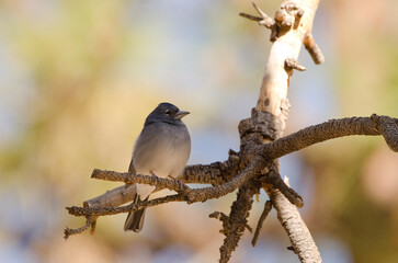Tenerife blue chaffinch Fringilla teydea. Male. Las Lajas. Vilaflor. Corona Forestal Natural Park. Tenerife. Canary Islands. Spain.