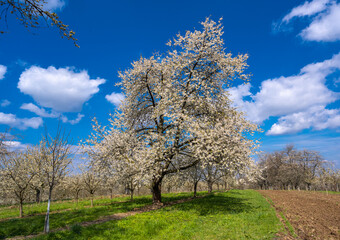 The fruit tree blossom in Ortenau, Baden-Württemberg, Germany.