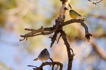 Male Tenerife blue chaffinch Fringilla teydea on bottom and female Atlantic canary Serinus canaria on top. Las Lajas. Tenerife. Canary Islands. Spain.