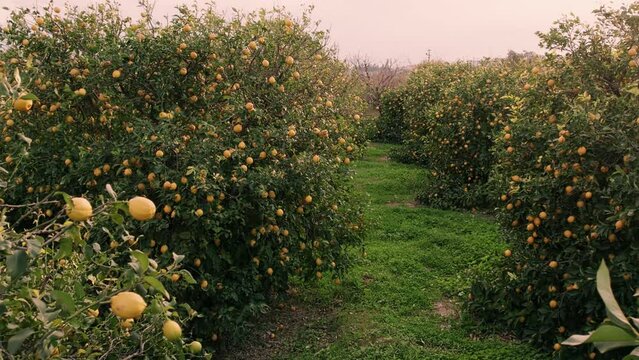 Ripe lemon fruits hang on lemon trees. Citrus orchard. Lemon garden