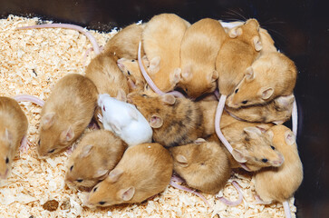 Cage with a bunch of beige mice. Growing mice for sale. Small business.
