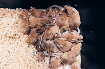 Lots mice in a sawdust box. Reproduction of mice. Top view.