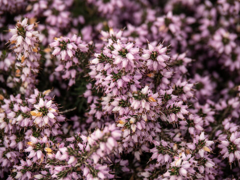 Heather, ling background in flower. Closeup.