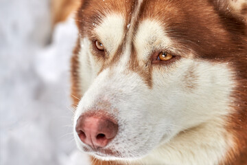 Portrait a beautiful red husky dog in snow close-up. © Konstantin