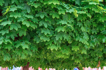 Wonderful maple crown. Lots of green leaves. Deciduous abstract background.