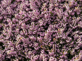 Obraz premium Heather, ling background in flower.