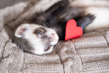 Gray-black sable ferret with a heart background Domestic ferret concept. Exotic pet care concept. Isolated on background