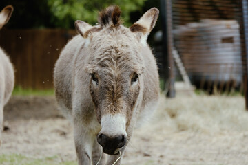 Mini donkey with ears pinned close up with blurred background on farm.