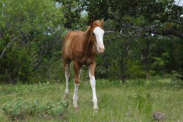 Bald face colt in green pasture during Texas summer on farm.