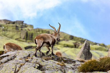 big horned billy goat grazing in high mountains