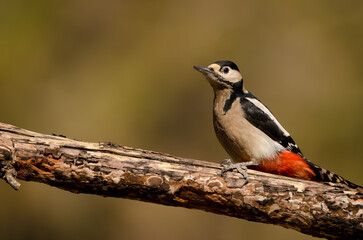 Fototapeta premium Great spotted woodpecker Dendrocopos major canariensis. Male. Las Lajas. Vilaflor. Corona Forestal Natural Park. Tenerife. Canary Islands. Spain.