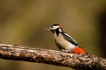 Great spotted woodpecker Dendrocopos major canariensis. Male. Las Lajas. Vilaflor. Corona Forestal Natural Park. Tenerife. Canary Islands. Spain.