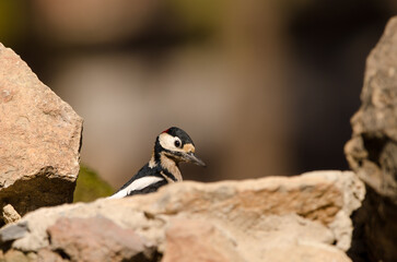 Great spotted woodpecker Dendrocopos major canariensis. Male. Las Lajas. Vilaflor. Corona Forestal Natural Park. Tenerife. Canary Islands. Spain.