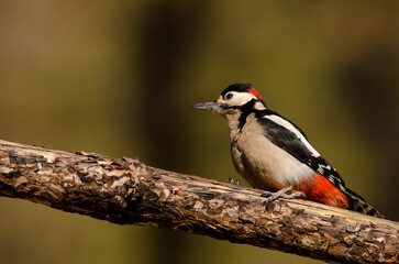 Great spotted woodpecker Dendrocopos major canariensis. Male. Las Lajas. Vilaflor. Corona Forestal Natural Park. Tenerife. Canary Islands. Spain.