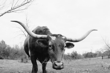 Curious Texas longhorn cow face close up in rustic black and white on farm. - obrazy, fototapety, plakaty