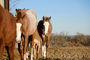 Fancy roan colts on Texas ranch, copy space on field background.