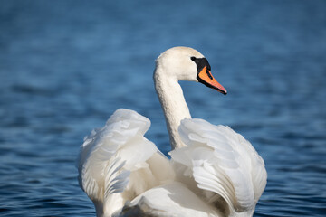 swan on the water