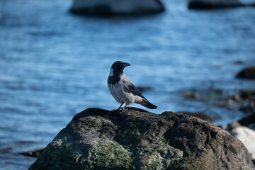 crow on the rock