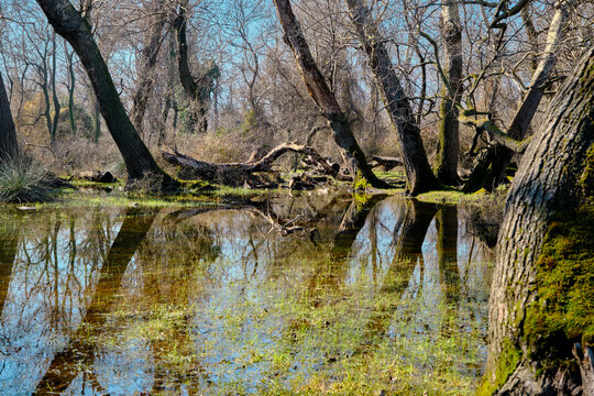 marshy area of floodplain at Karacabey Bursa, Turkey. reflection of moons at small pond water puddle