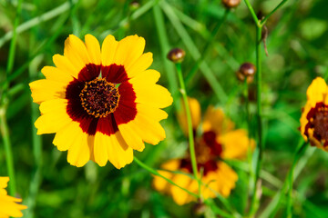 Soft-focus close-up of yellow flowers
