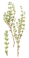 Thyme sprigs isolated on a white background, top view. Fresh thyme spice.