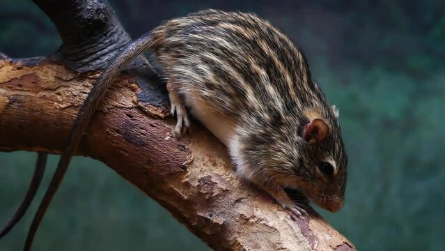 Barbary striped grass mouse (Lemniscomys barbarus), close-up on a branch