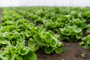 Rows of lettuce seedlings in a greenhouse - obrazy, fototapety, plakaty