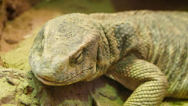 Savannah monitor (Varanus exanthematicus), sleeping