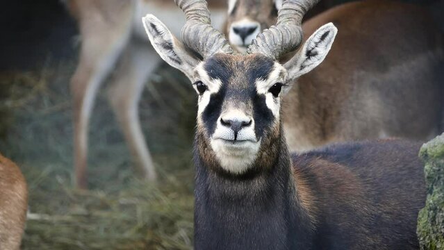 Blackbuck (Antilope cervicapra), male portrait