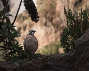Red-legged partridge, bird, Madeira, Portugal.
