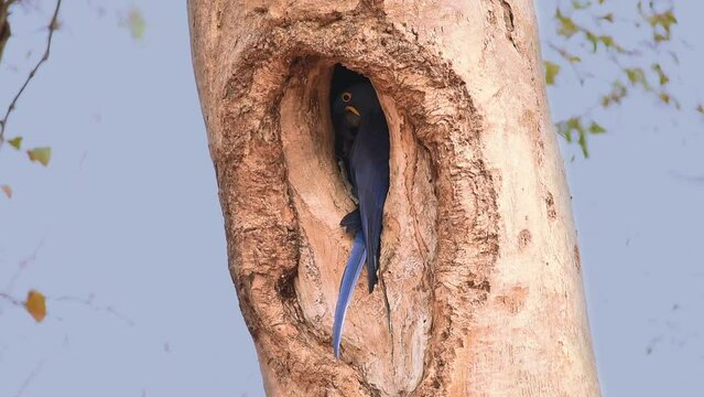 Close up view of Hyacinth Macaw its tree nest, Pantanal, Mato Grosso, Brazil