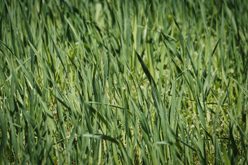 green wheat background