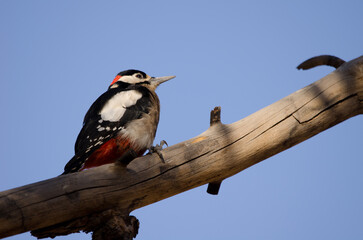 Great spotted woodpecker Dendrocopos major canariensis. Male. Las Lajas. Vilaflor. Corona Forestal Natural Park. Tenerife. Canary Islands. Spain.