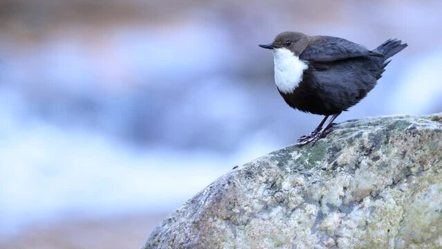 White throated dipper bird perching on rock at river stream cinclus cinclus in natural habitat