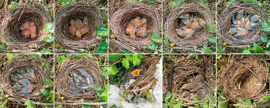 nido pájaros crias polluelos recien nacidos tordo secuencia fotográfica durante 10 días  -as22