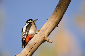 Great spotted woodpecker Dendrocopos major canariensis. Female resting. Las Lajas. Vilaflor. Tenerife. Canary Islands. Spain.