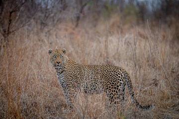 Naklejka premium Male Leopard standing in the tall grass.
