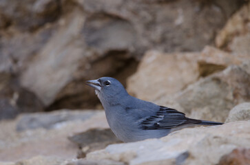 Tenerife blue chaffinch Fringilla teydea. Male drinking water. Las Lajas. Vilaflor. Corona Forestal Natural Park. Tenerife. Canary Islands. Spain.