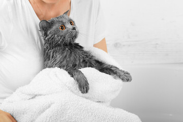 Bathing the cat