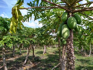 Papayas en Yucat&aacute;n