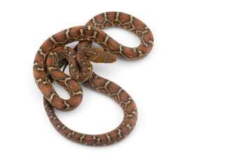 The yellow red rat snake isolated on white background