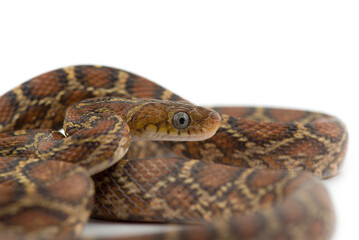 The yellow red rat snake isolated on white background